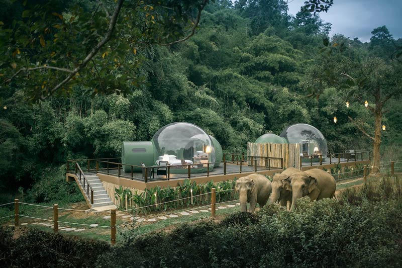 تجربه یک شب بینظیر در حباب های جنگلی با فیل ها در مثلث طلایی تایلند