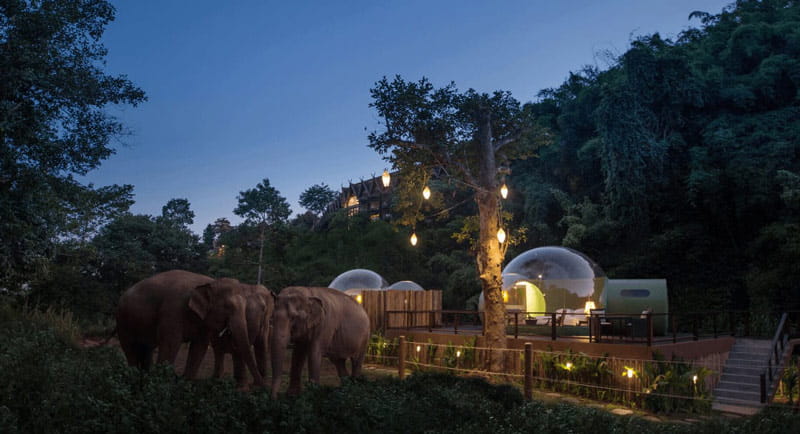 تجربه یک شب بینظیر در حباب های جنگلی با فیل ها در مثلث طلایی تایلند