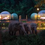 حباب های جنگلی تایلند؛ اقامتگاهی لوکس برای زندگی در کنار فیل‌ها